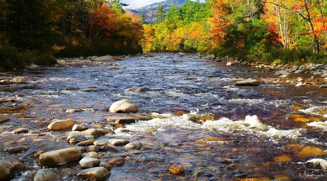 Autumn Leaves and River Rocks