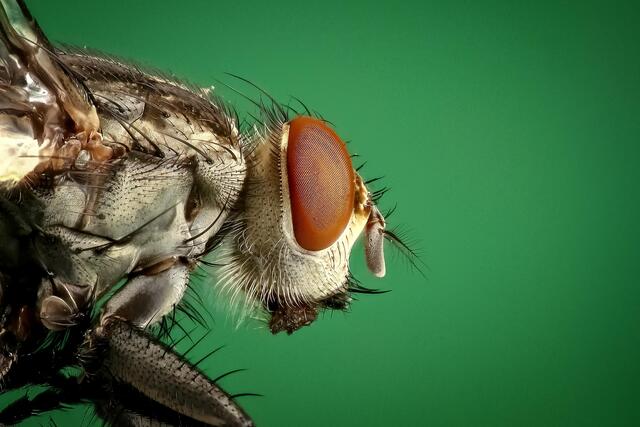 Part 1 – Gear & Optics for Professional Macro Photography