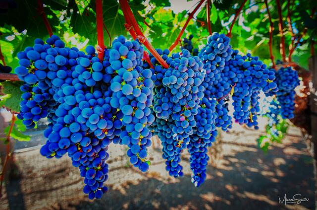 Cabernet