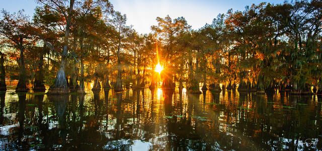 Caddo Lake Enchanting Sunrise