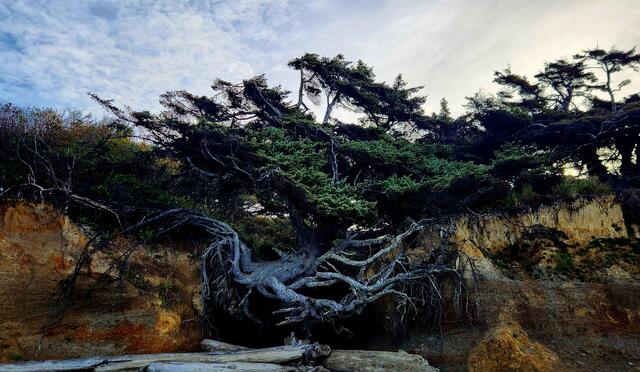 The Tree of Life