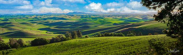 Emerald Morning
