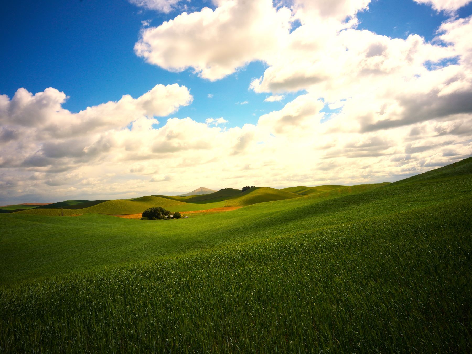 Amid the rolling green fields of Washington State, a lone house stands as a serene symbol of rural life, perfectly capturing...