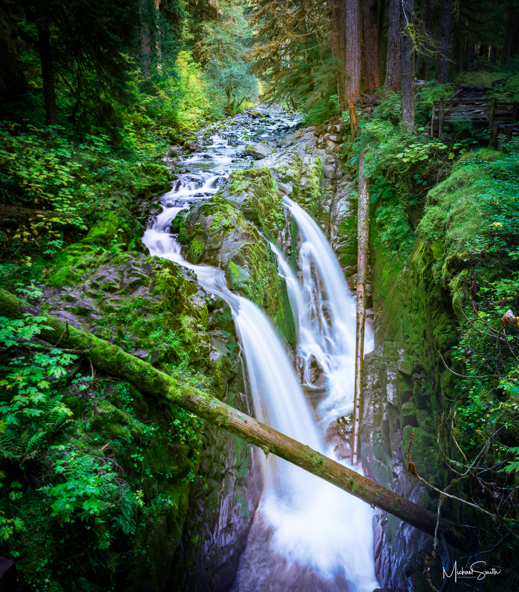 Whispers of the Forest In the heart of the Pacific Northwest, the quiet beauty of Olympic National Park reveals itself in the soft glow of morning light...
