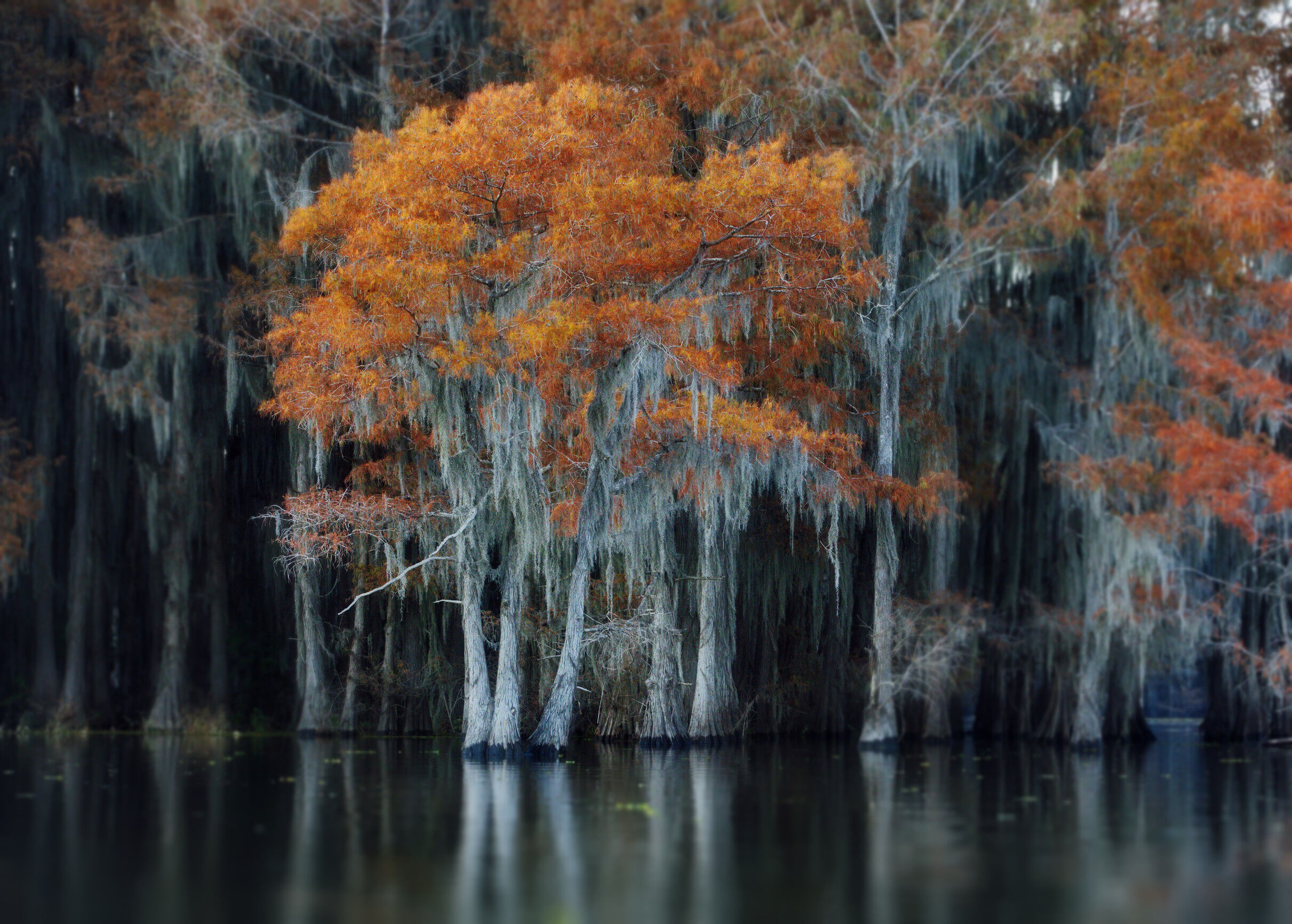 A fall composition in Cypress swamps in the USA